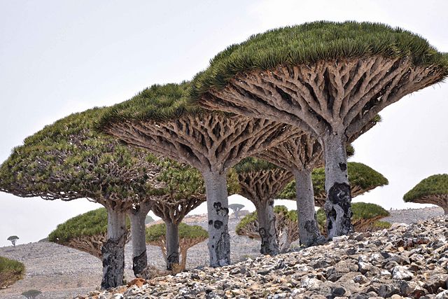 Islas donde perderse - Socotra