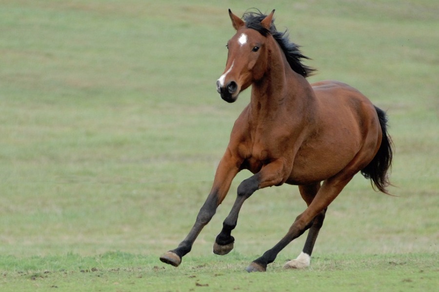 caballo horóscopo chino