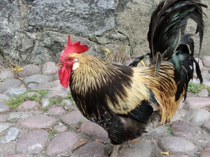gallo horóscopo chino