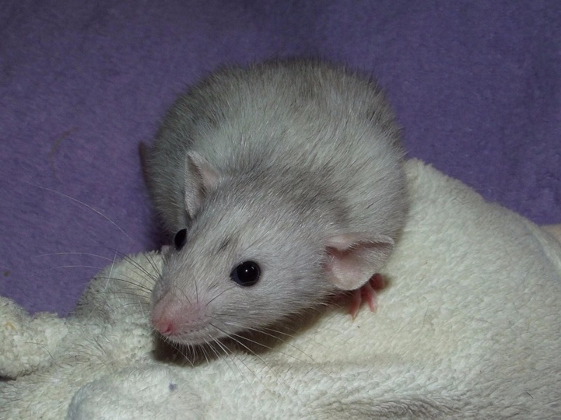 rata horóscopo chino