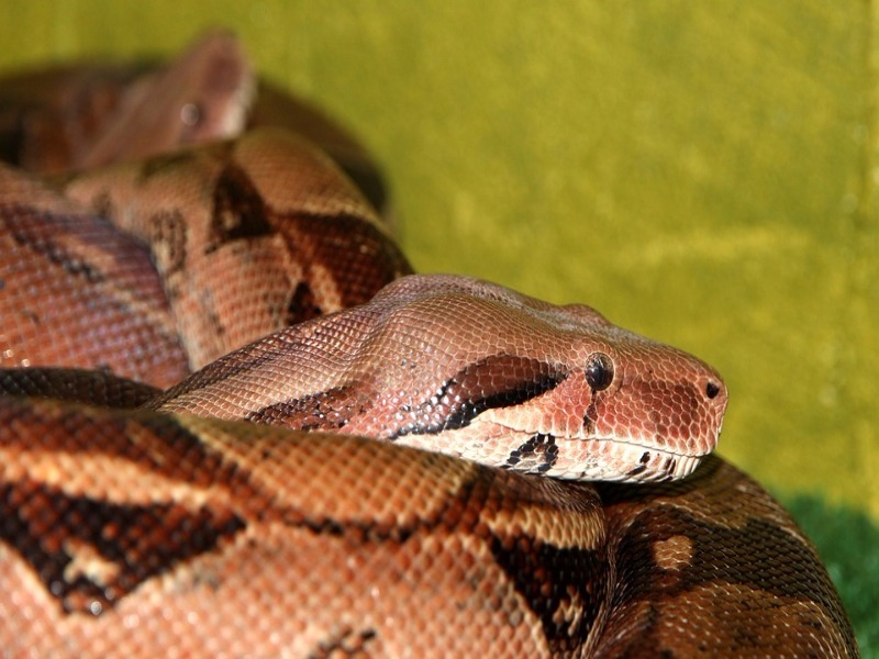 serpiente horóscopo chino