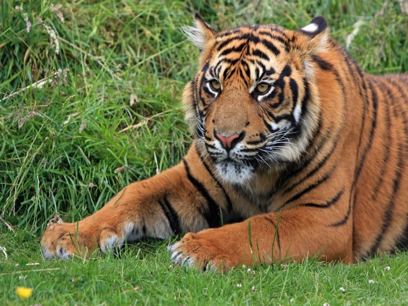 tigre horóscopo chino