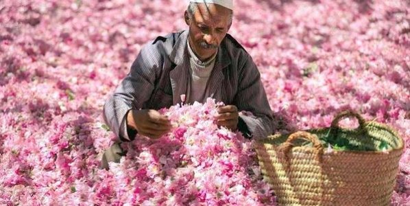 Fête marocaine: La fête des roses