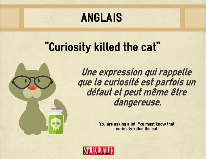Curiosity killed the cat - Expression anglaise