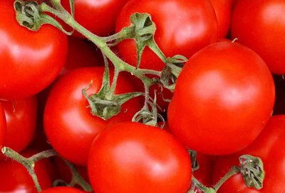 os tomates son sin duda un componente elemental de la comida italiana. Aquí puede ver tomates rojos frescos.