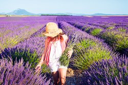 fioritura lavanda provenza