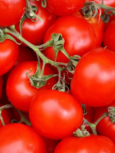 os tomates son sin duda un componente elemental de la comida italiana. Aquí puede ver tomates rojos frescos.