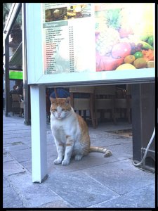 マルタ留学ブログ　マルタの猫