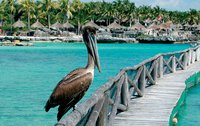 Pelicans at Xcaret