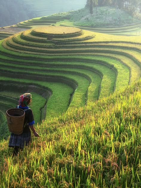 Rice terraces