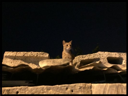 マルタ留学ブログ　マルタの猫