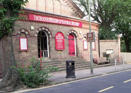 Musée d'histoire naturel Brighton 