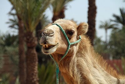 Costumbres de Marruecos