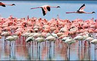 Flamingoes at the Xaman-ha Aviary