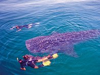 Mergulho em Playa del Carmen