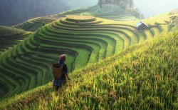 Rice terraces