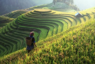 Rice terraces