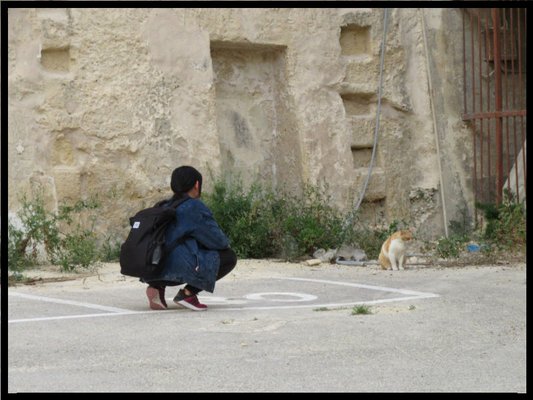 マルタ留学ブログ　マルタの猫